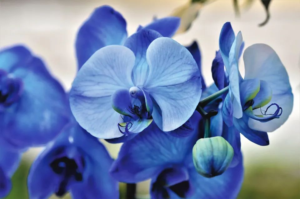 Orchideen sind ein hübscher Klassiker in jeder Wohnung. Sie mögen Hydrokultur besonders.