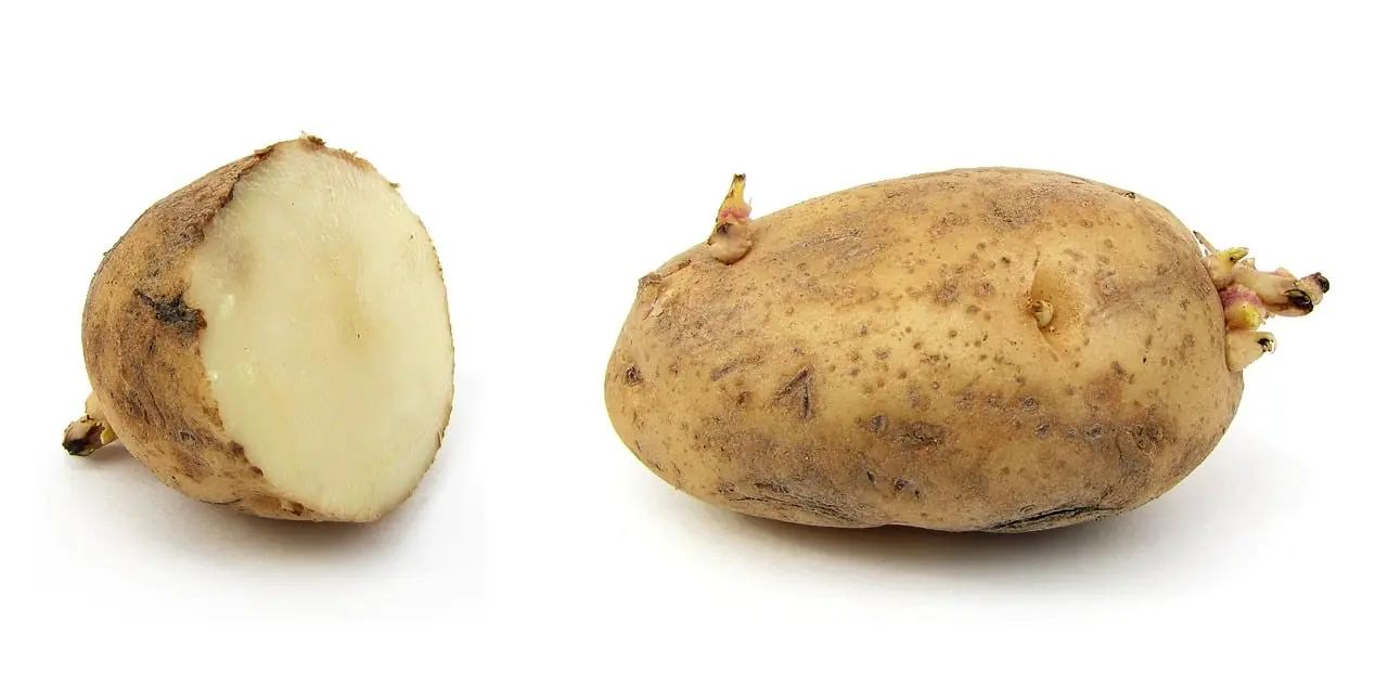 Kartoffeln sind eher ungeeignet für die meisten hydroponischen Systeme und ihr Anbau ist komplexer.