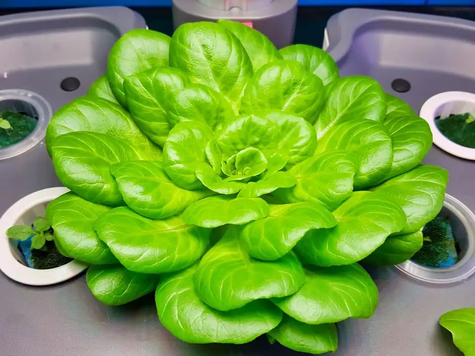 Salate gedeihen einfach und wunderbar in der Hydroponik