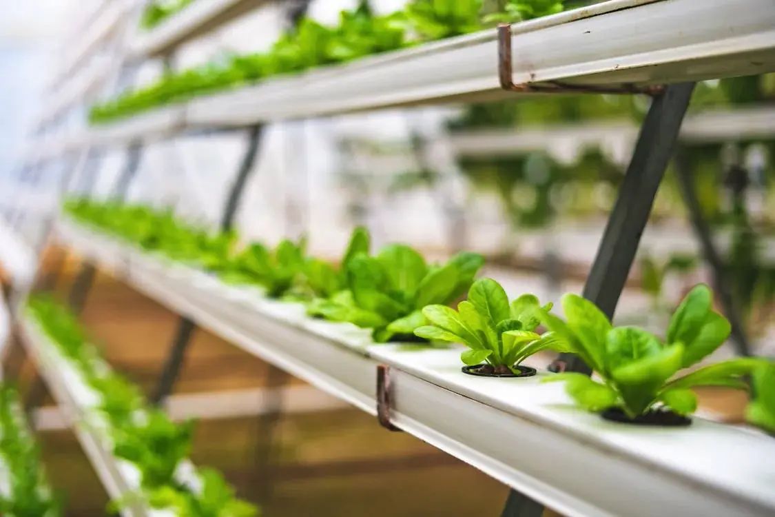 Ein NFT-System eignet sich vor allem für kleine Pflanzen wie Salate oder auch Obst wie Erdbeeren. Auf Substrate qwird oftmals gänzlich verzichtet.