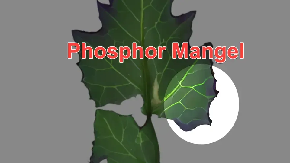 Warum Phosphor wichtig ist für Pflanzen