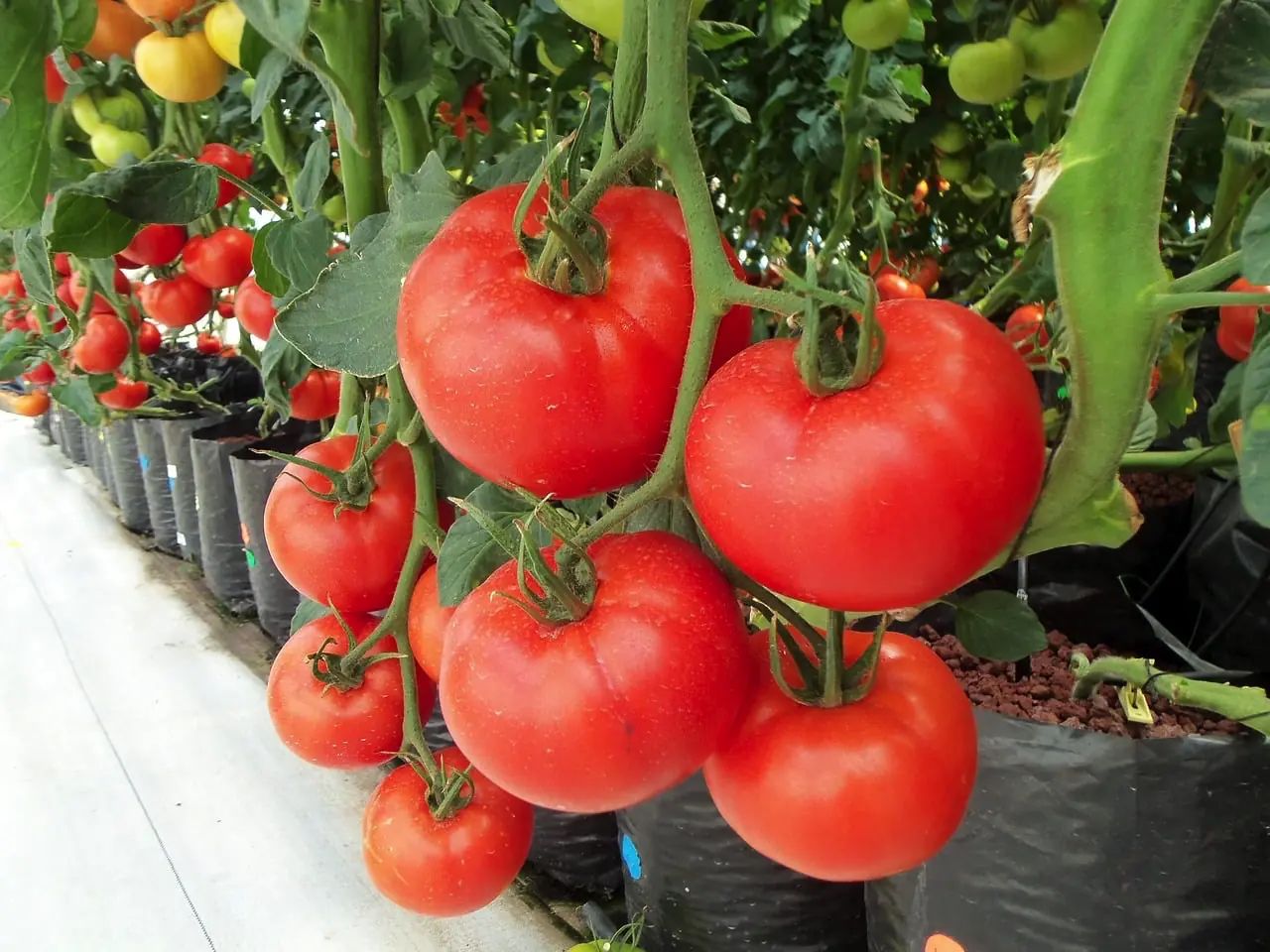 Wer es etwas größer möchte und schon Erfahrung gesammelt hat kann sich an Tomaten wagen. Hydroponisch angebaut wachsen sie besonders stark und sind sehr ertragreich. Durch den zusätzlichen Wachstums-Schub kann die Pflanze auch trainiert werden innerhalb der Saison.